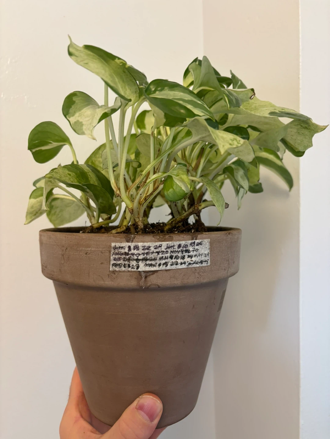 Manjula Pothos - photo 2
