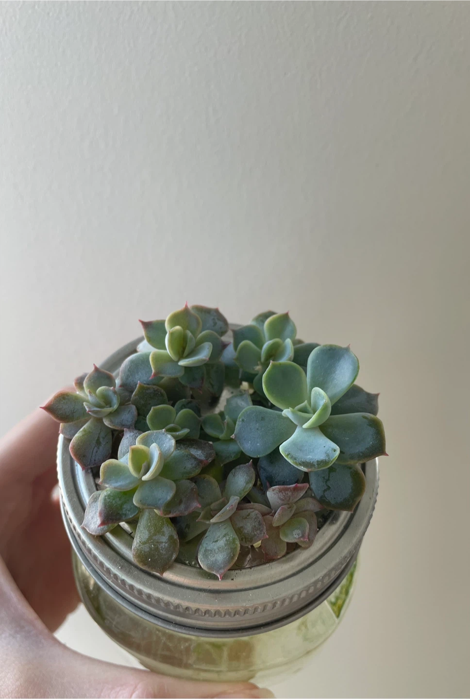 Succulent in water - photo 2
