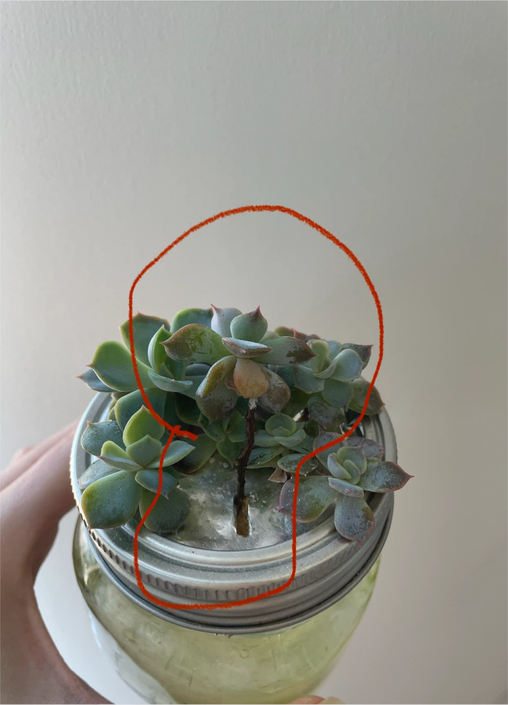 Succulent in water