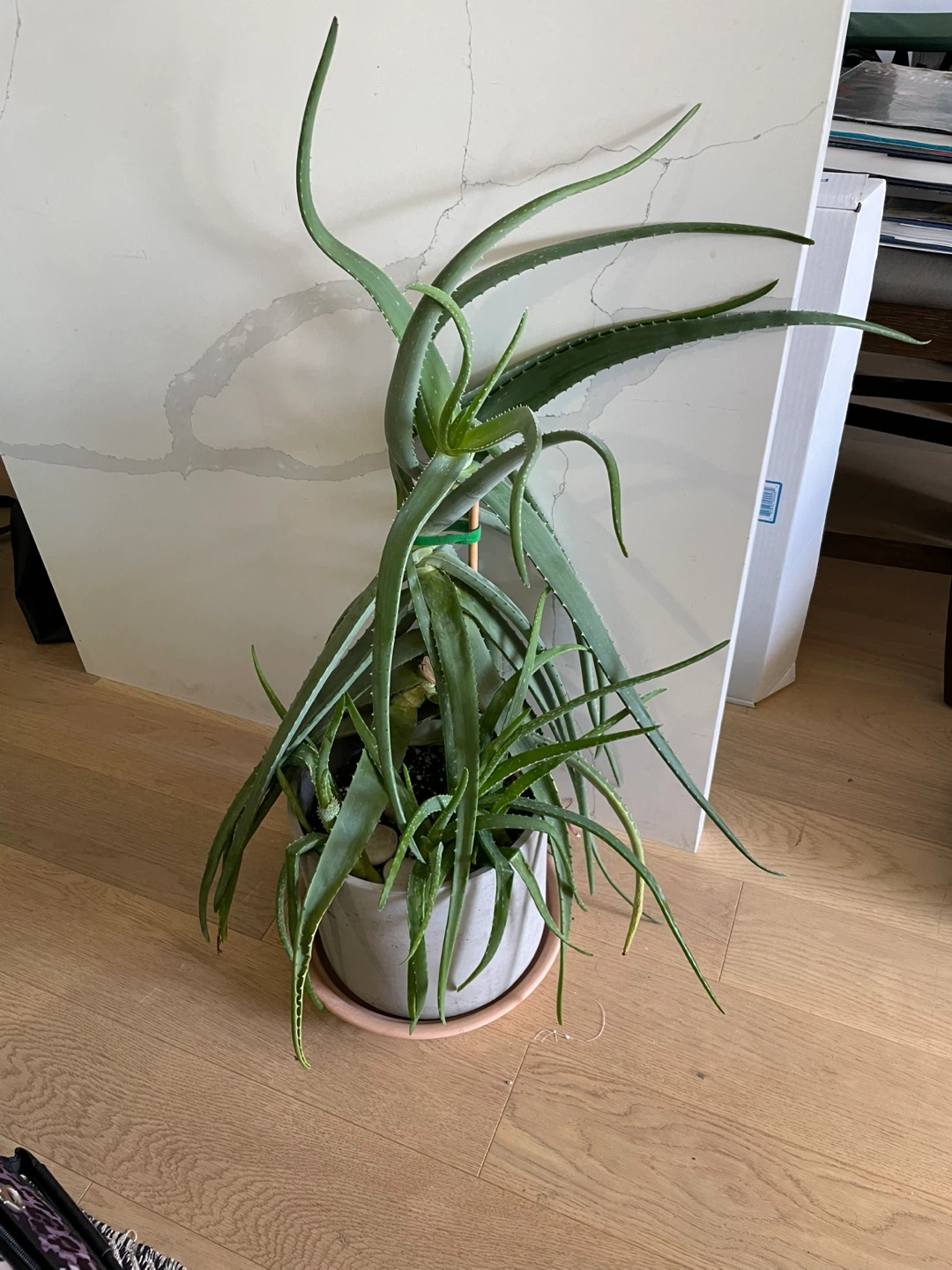 Large Potted Aloe Vera Plant