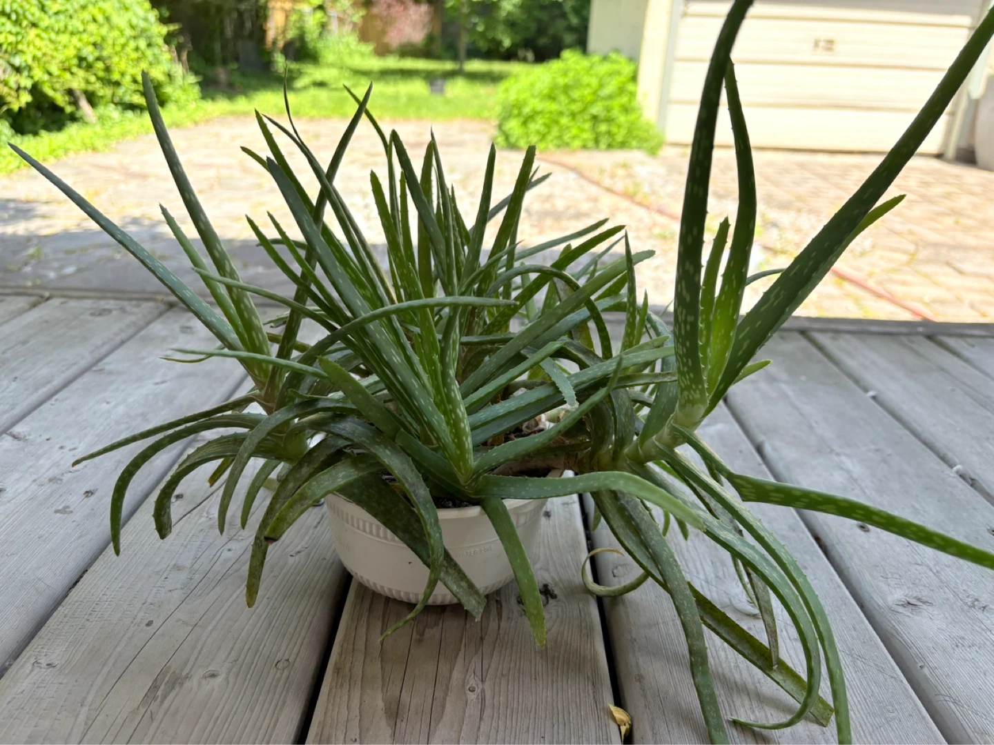 Massive Aloe Vera Plant - photo 2