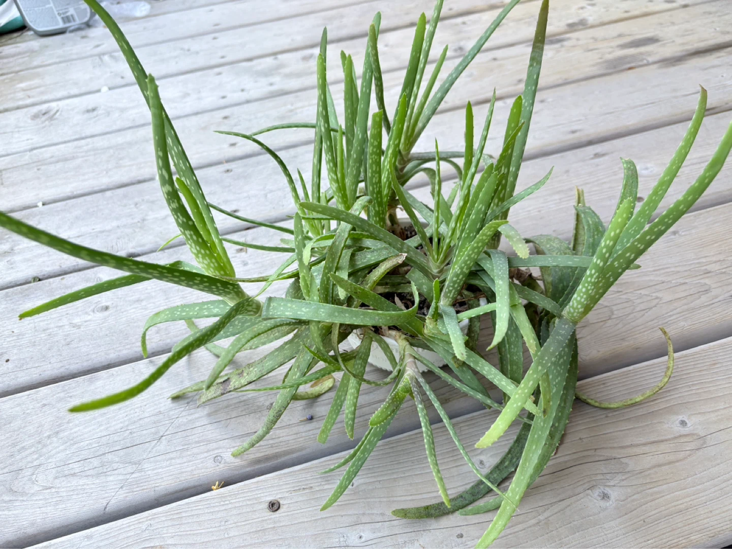 Massive Aloe Vera Plant - photo 3