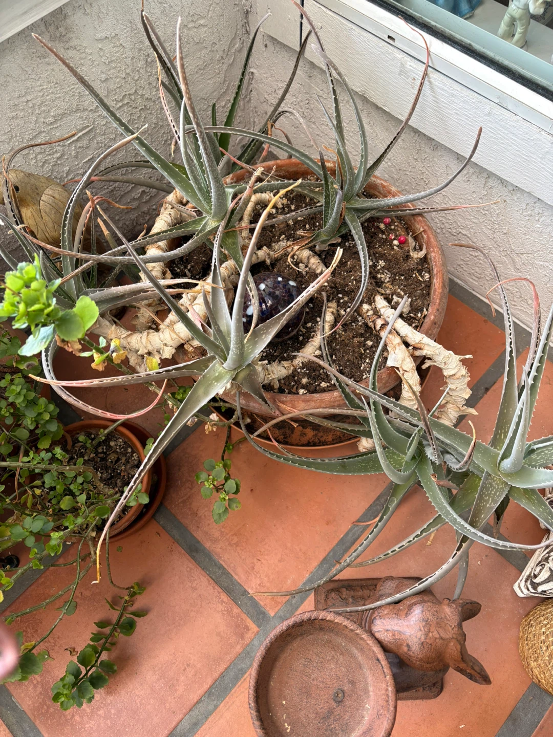 Aloe Vera Plant in Terracotta Pot
