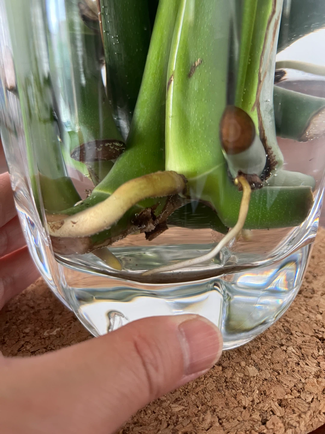 Monstera Plant Cuttings (2 for $15) - photo 5