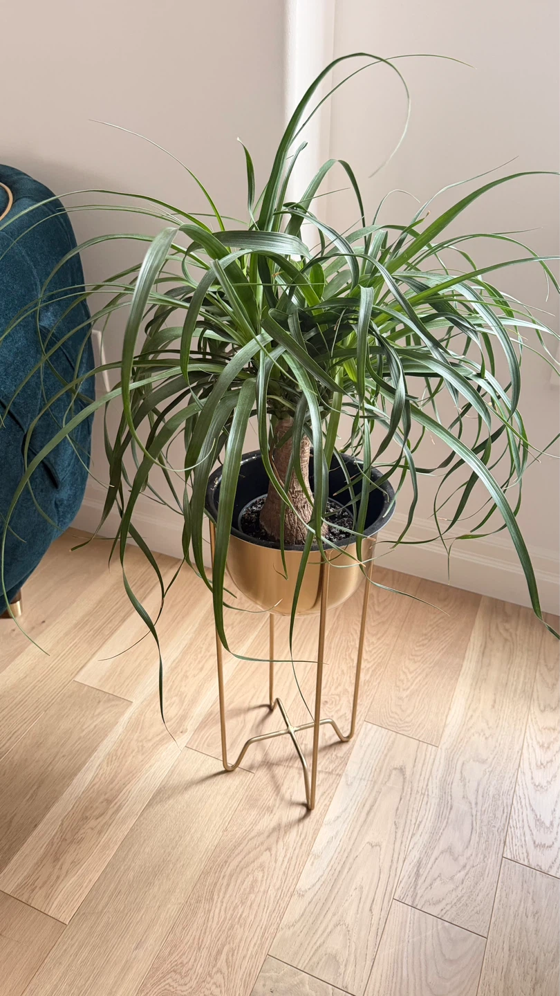 Ponytail Palm Plant in Gold Planter Stand - photo 2