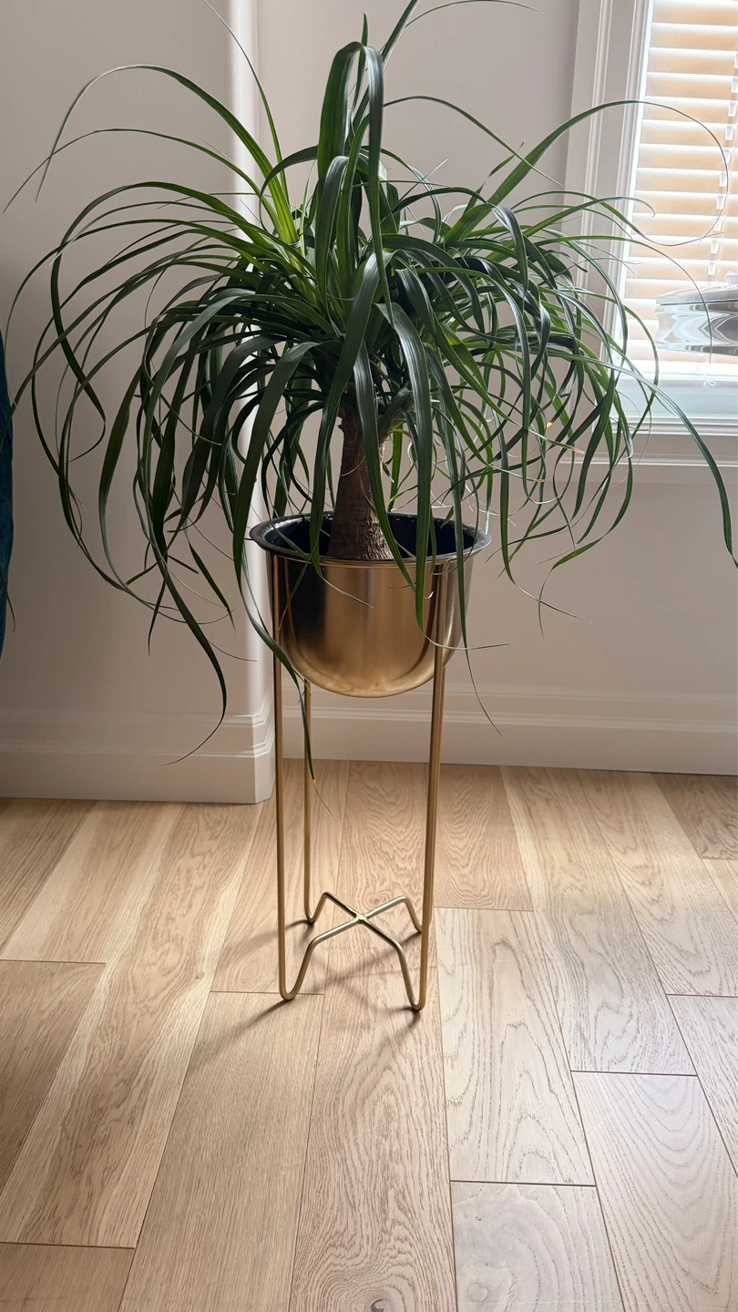 Ponytail Palm Plant in Gold Planter Stand