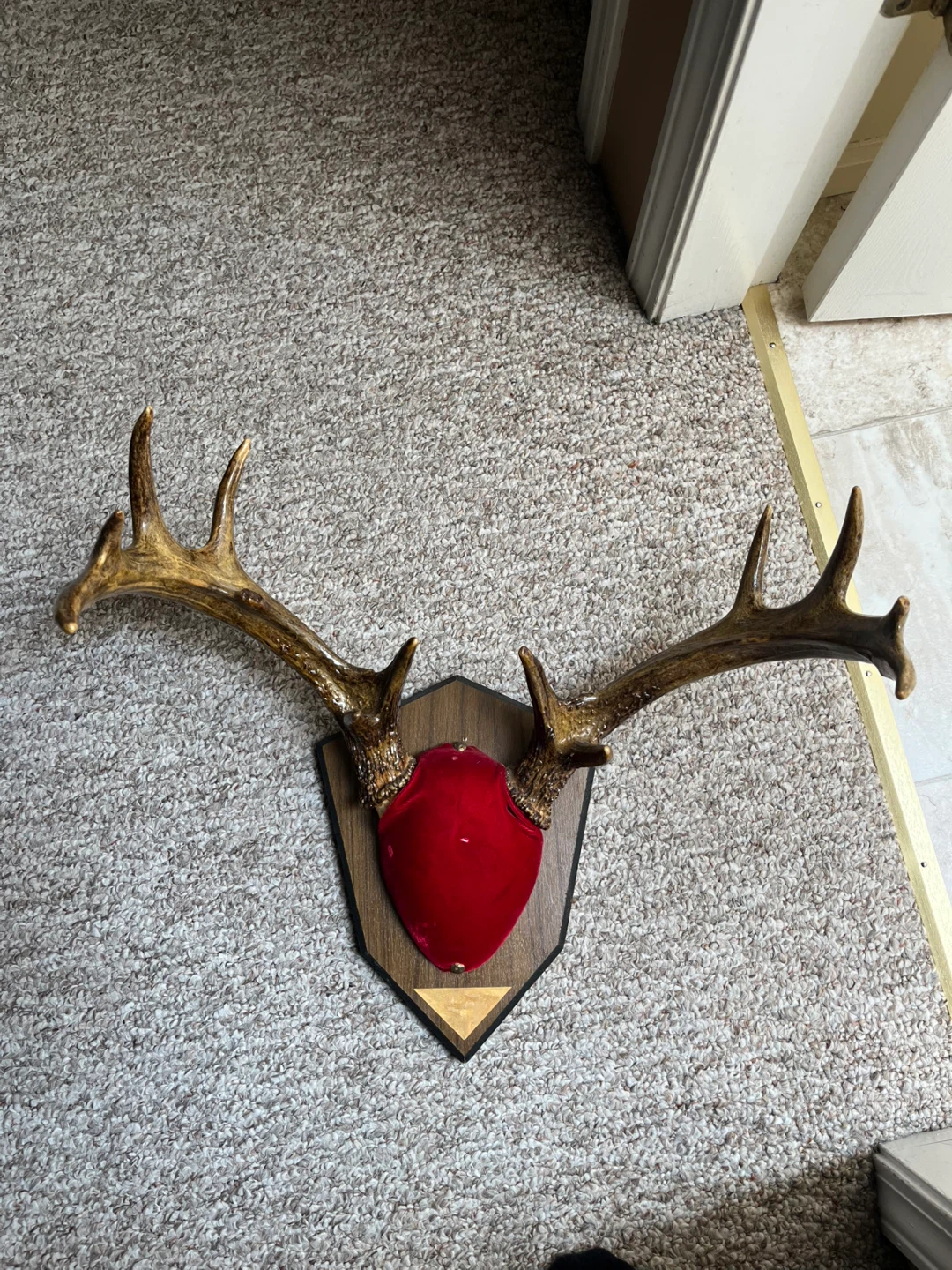 Mounted non typical Deer Antlers