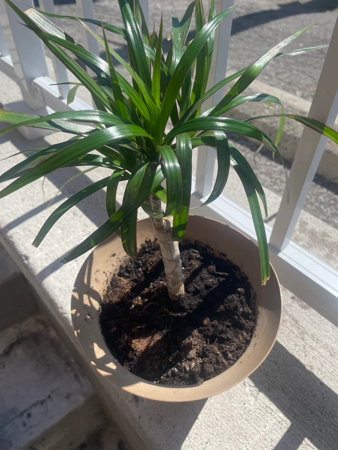 Dracaena plant in