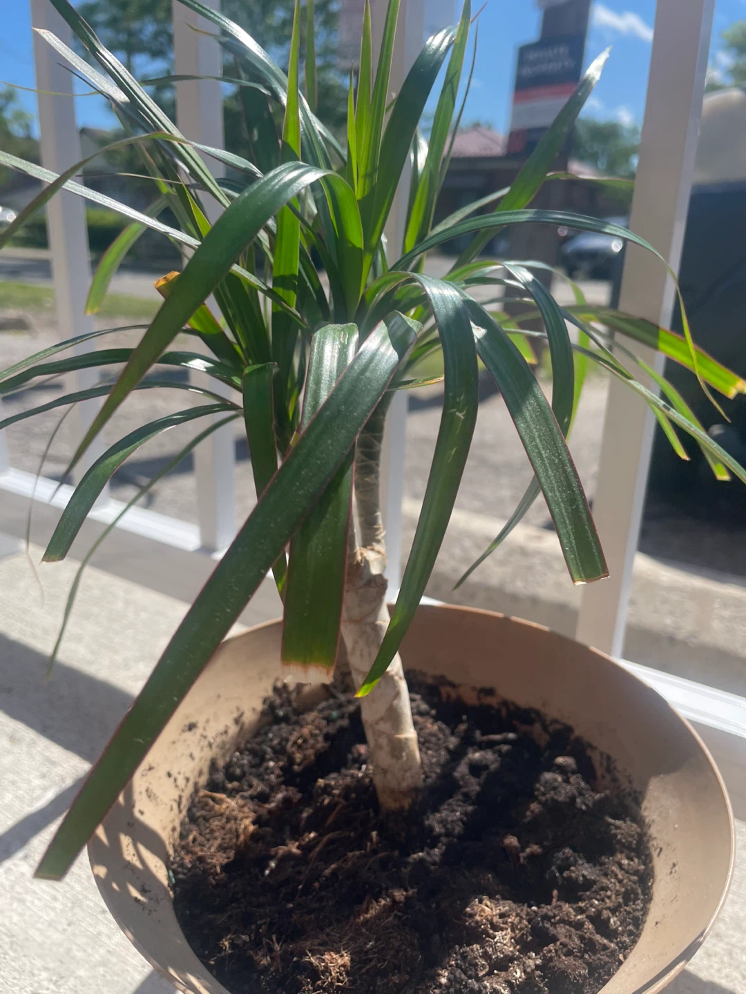 Dracaena plant in - photo 2
