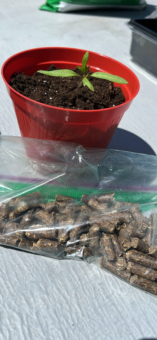 Beefsteak tomato seedlings (please read description)