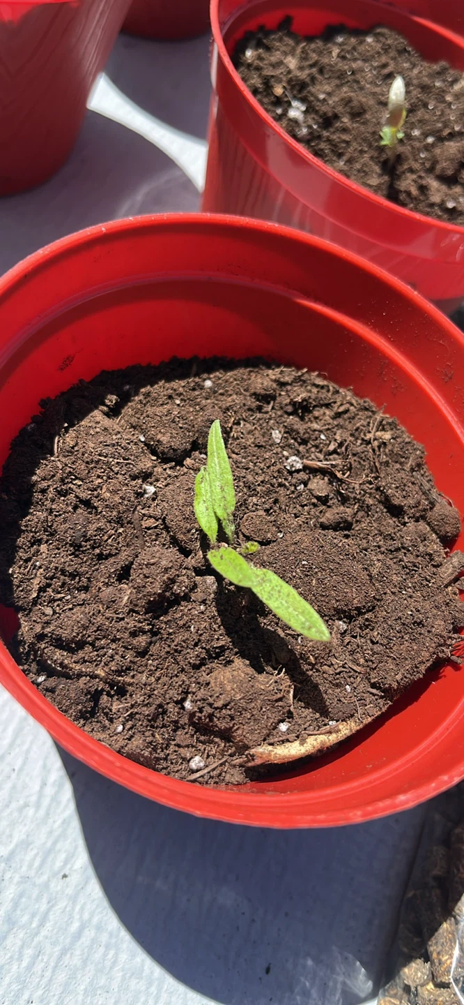 Beefsteak tomato seedlings (please read description) - photo 3