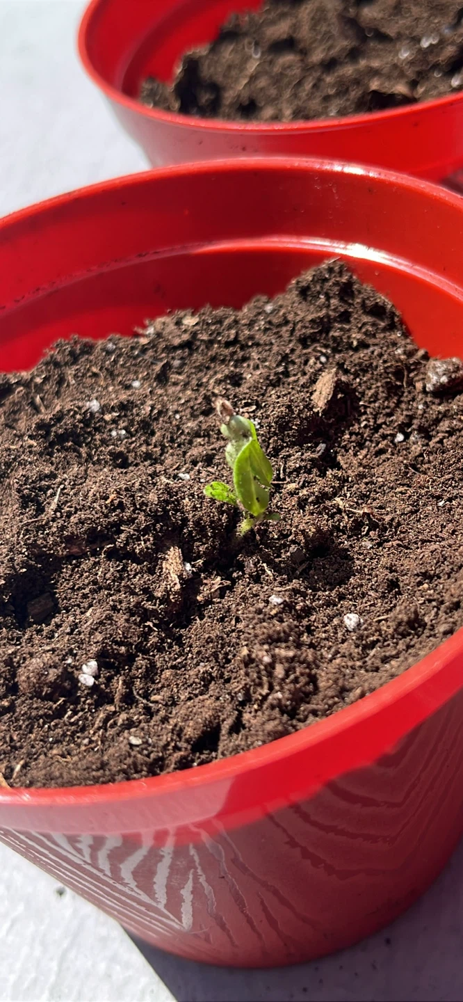 Beefsteak tomato seedlings (please read description) - photo 4