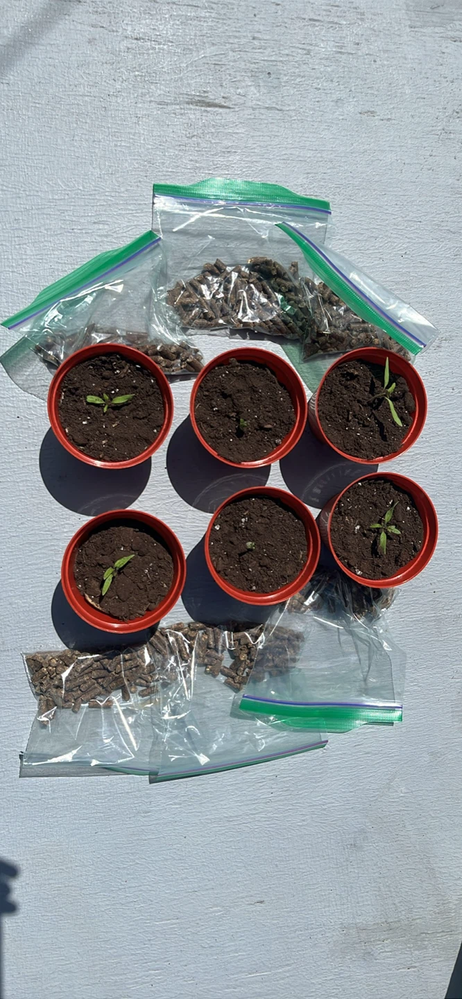 Beefsteak tomato seedlings (please read description) - photo 2