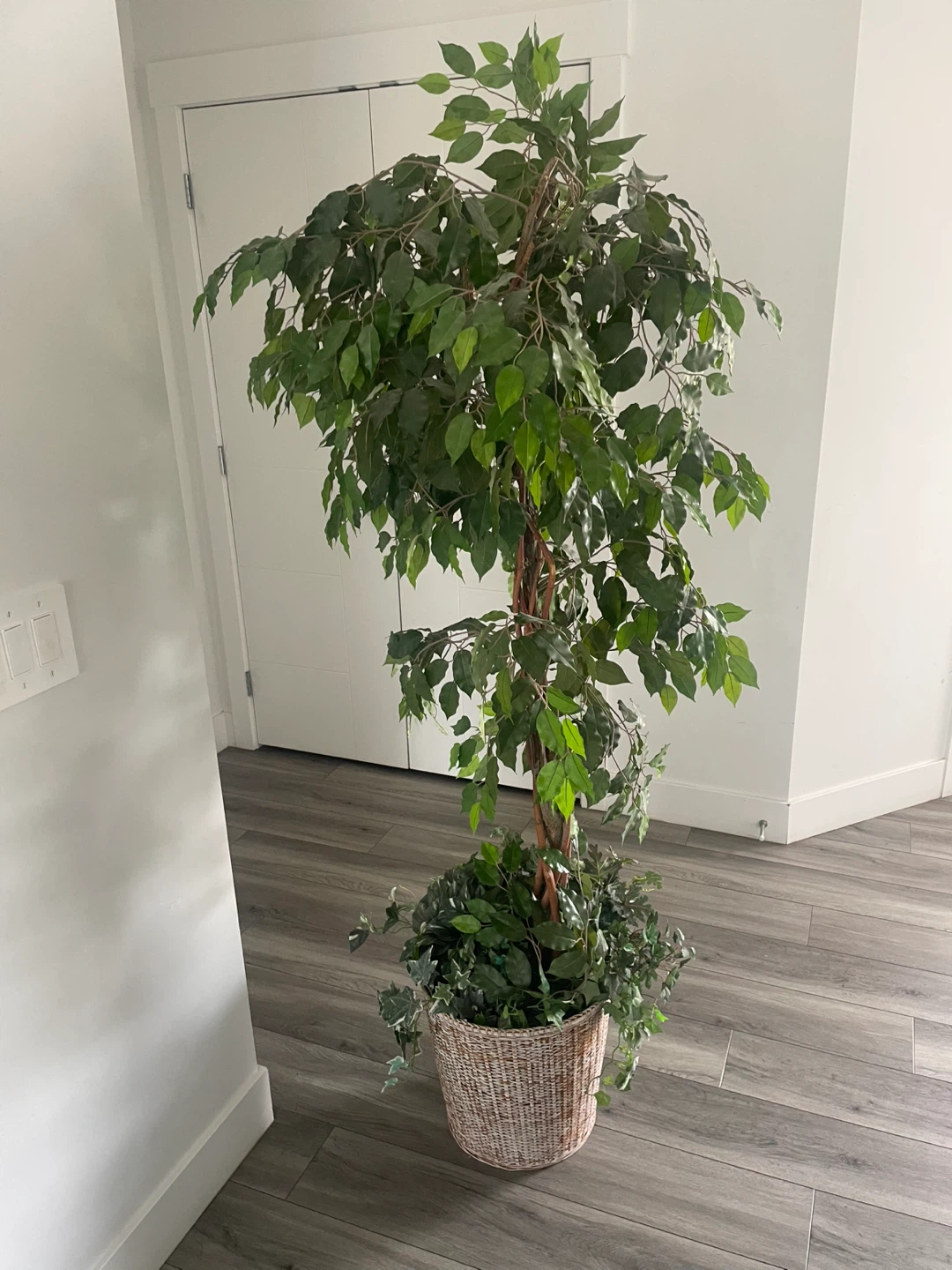 Artificial Ficus Tree - photo 5