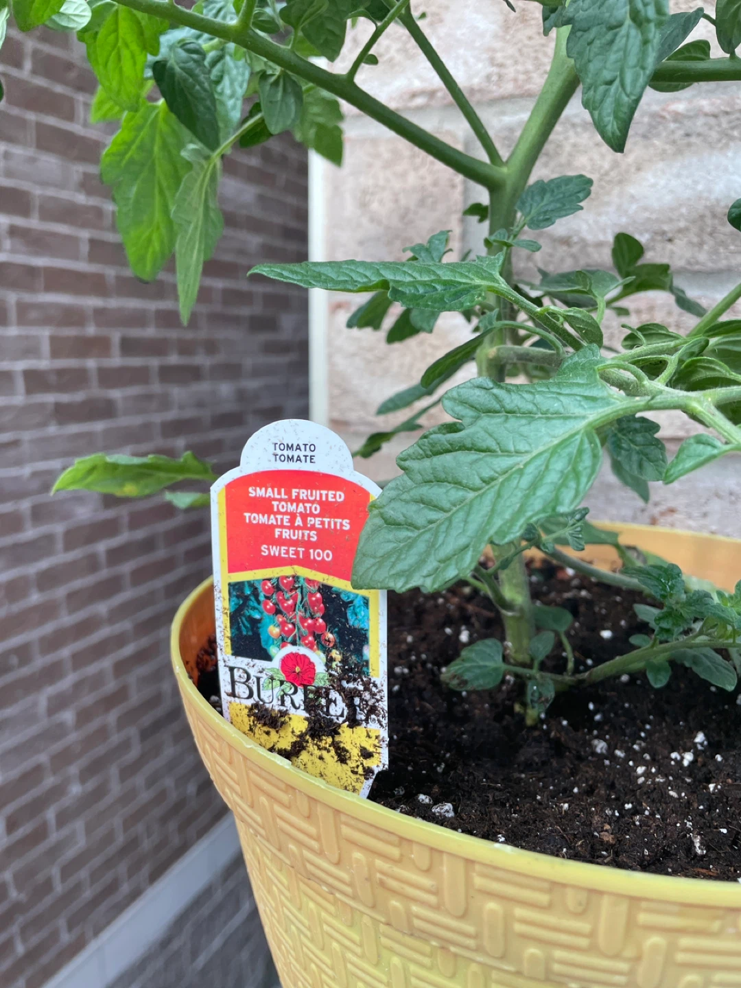 Burpee Small Fruited Tomato Plant - photo 2