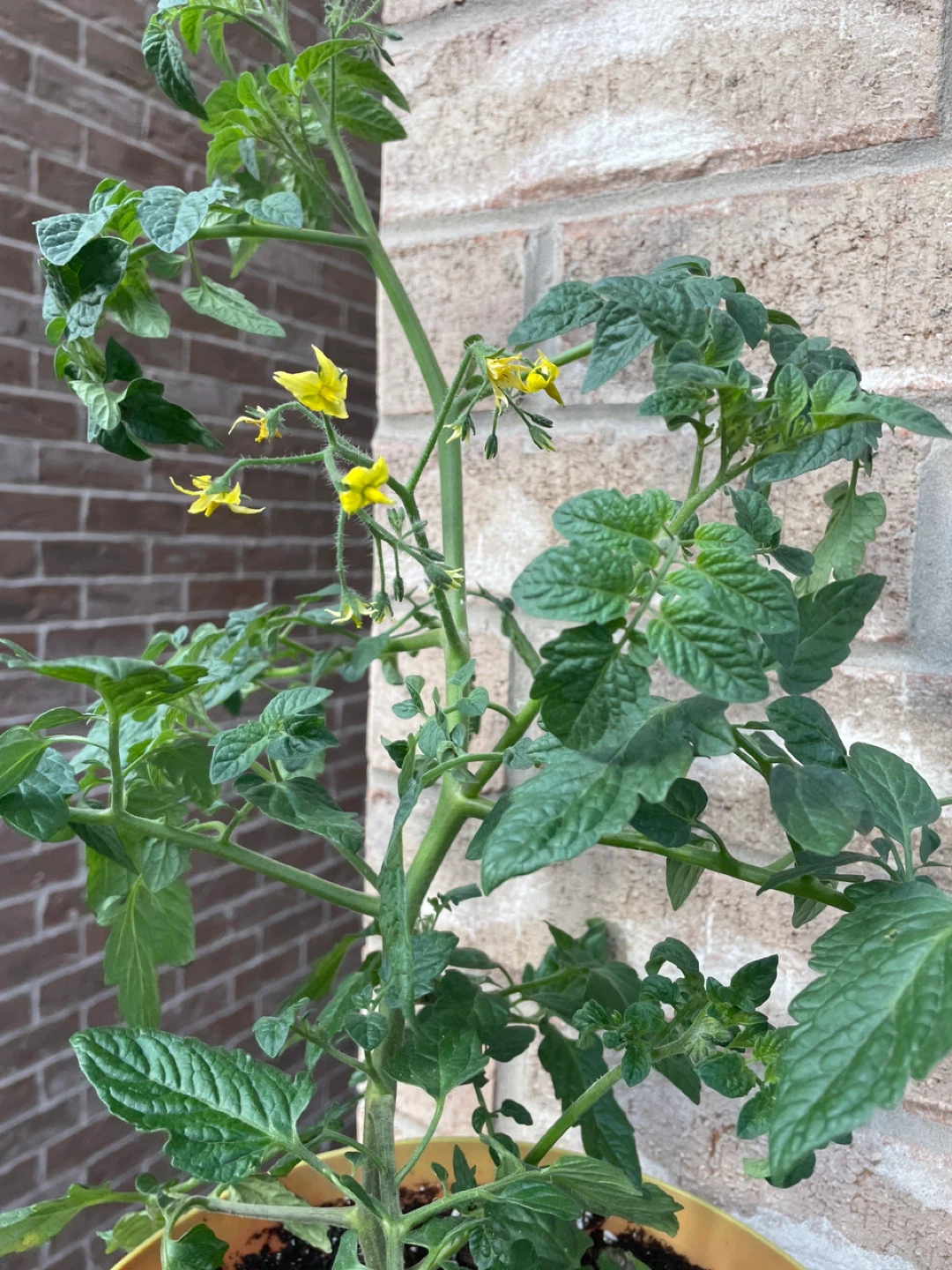 Burpee Small Fruited Tomato Plant - photo 3