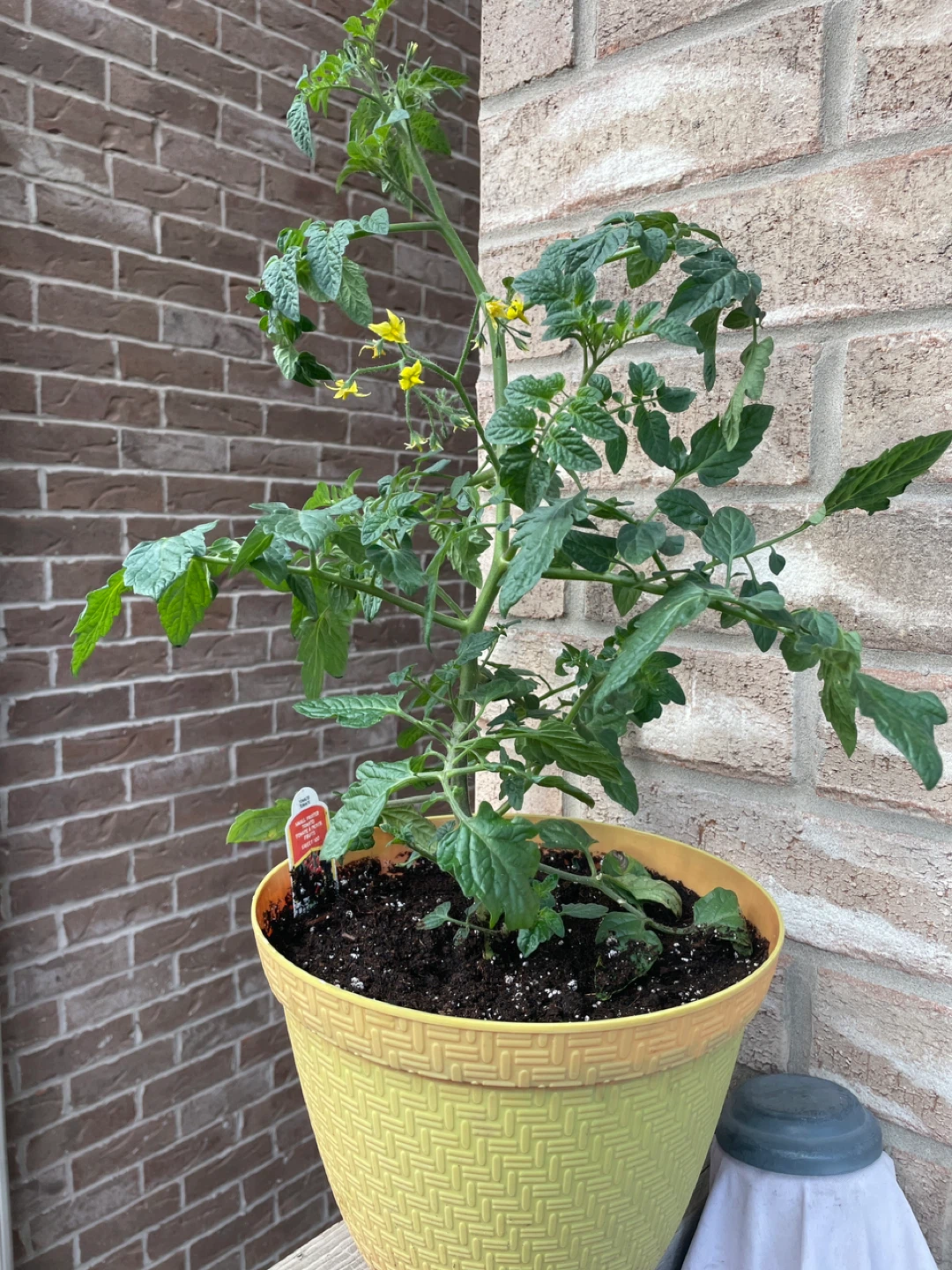 Burpee Small Fruited Tomato Plant
