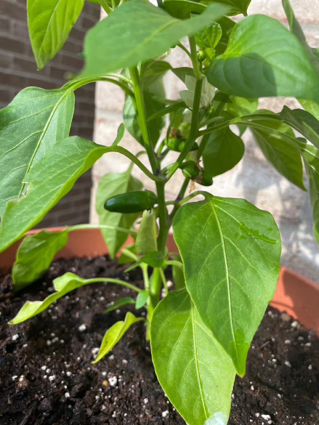 Burpee Mardi Gras Fun Red Pepper Plant - photo 2