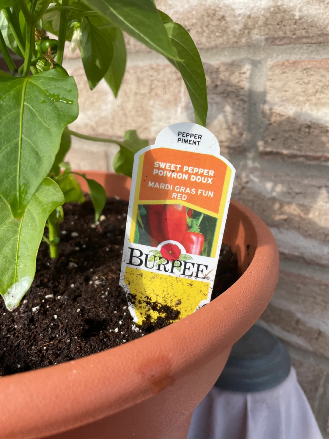 Burpee Mardi Gras Fun Red Pepper Plant - photo 3