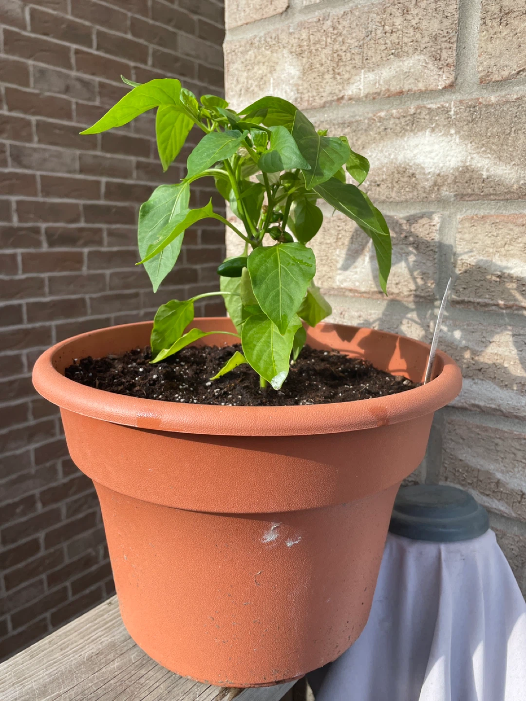 Burpee Mardi Gras Fun Red Pepper Plant