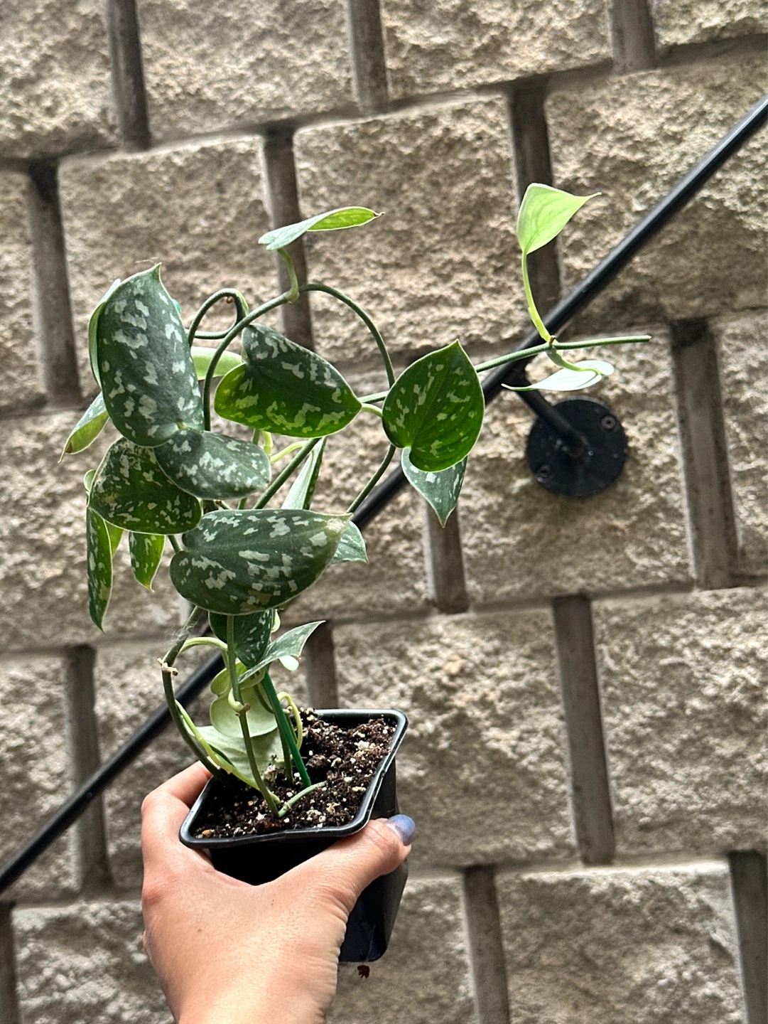 Scindapsus Argyraeus Plant - photo 3