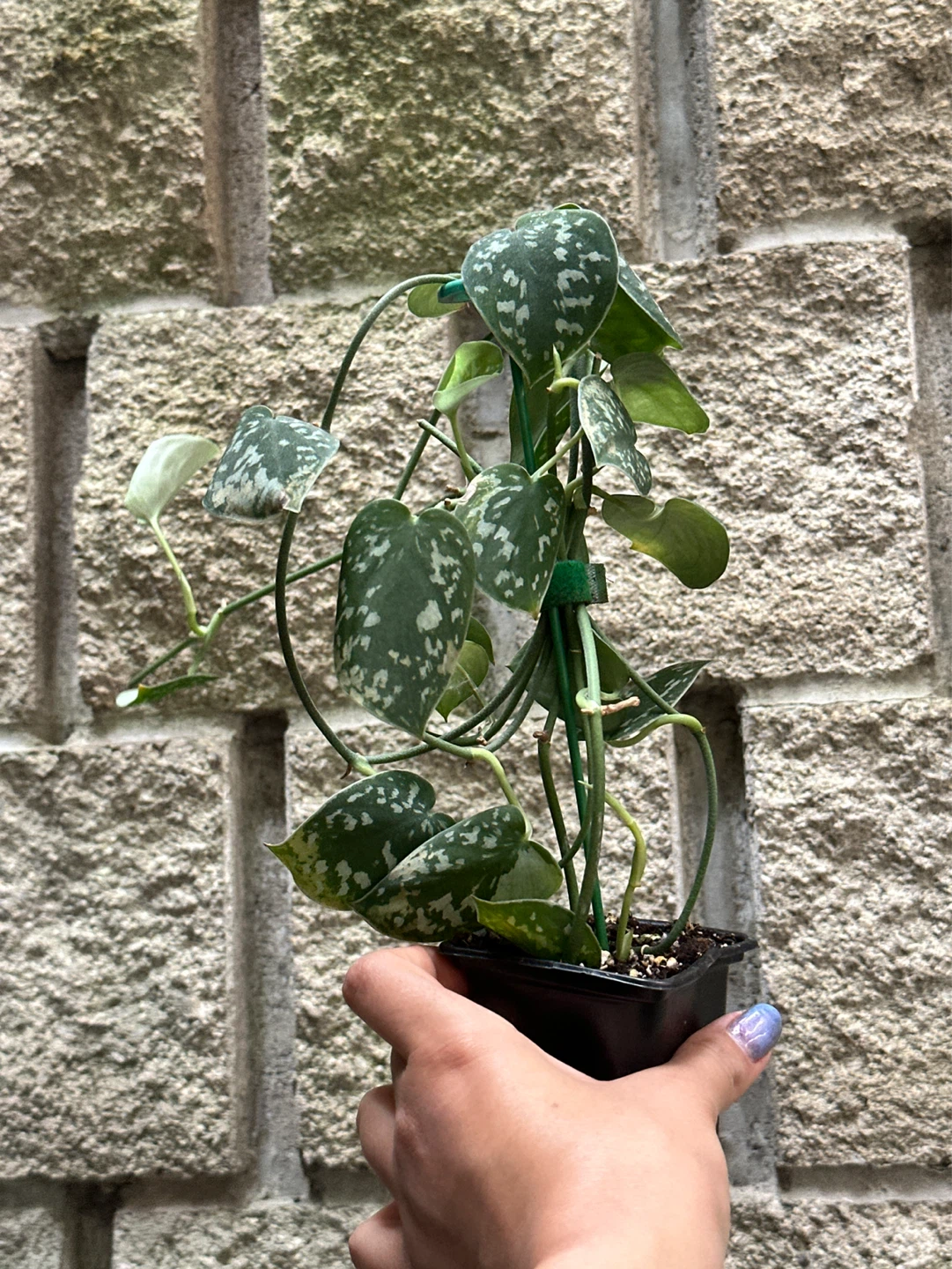 Scindapsus Argyraeus Plant