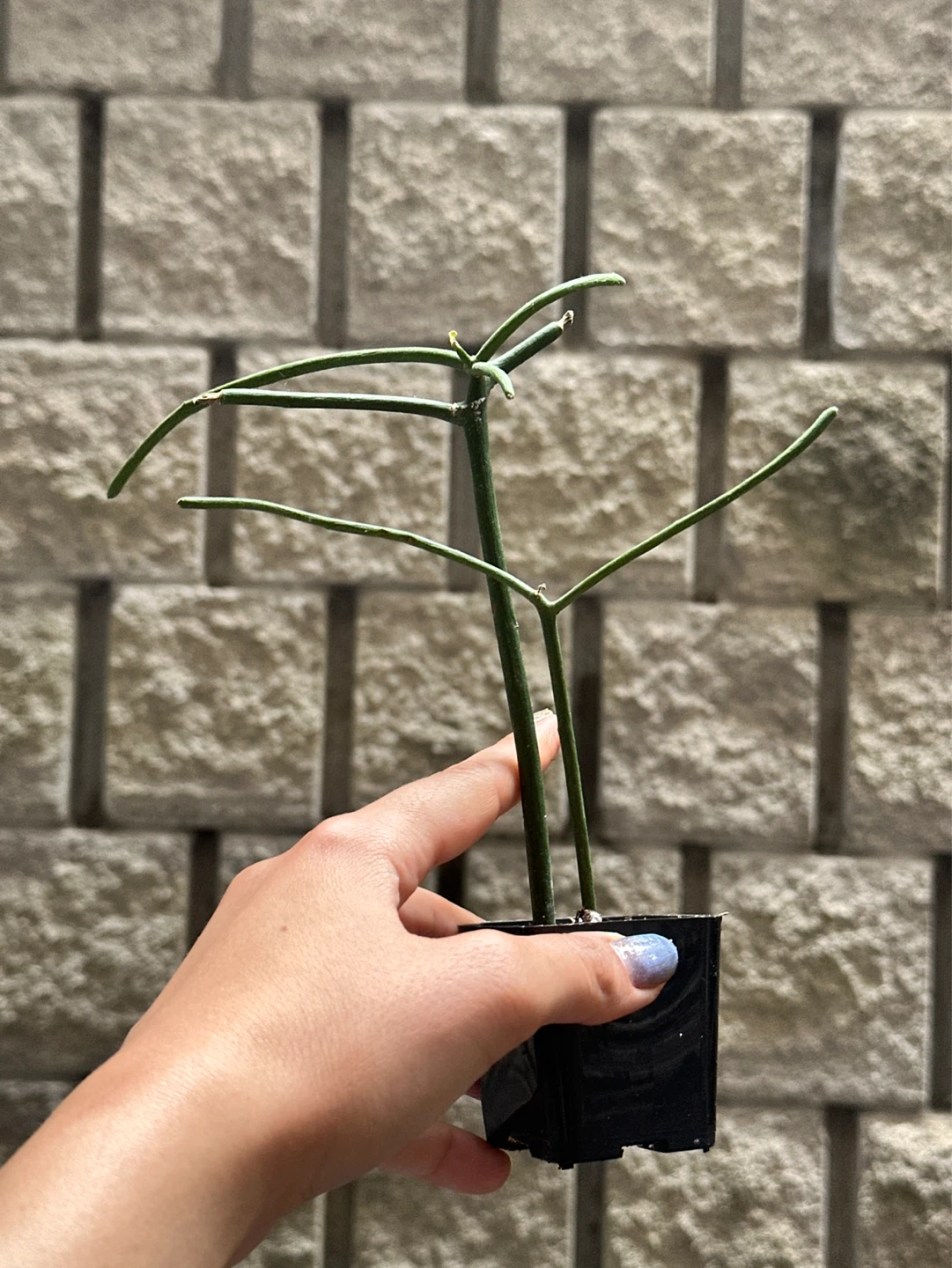 Pencil Cactus Plant - photo 3