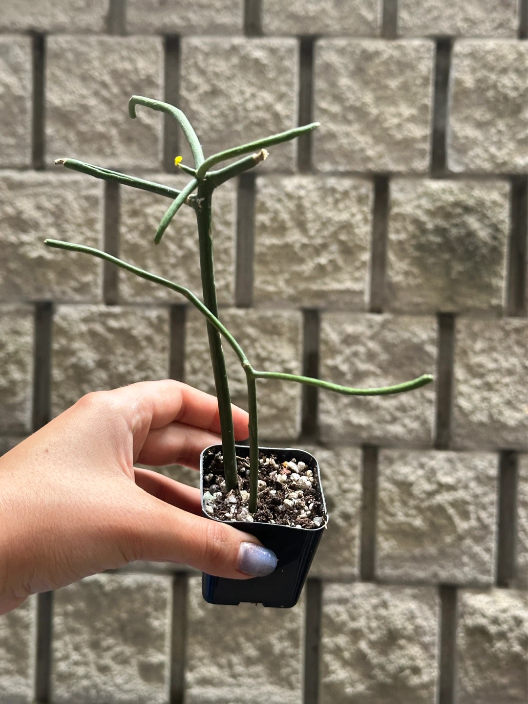 Pencil Cactus Plant