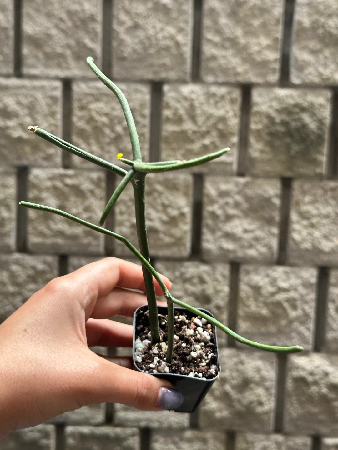 Pencil Cactus Plant - photo 2