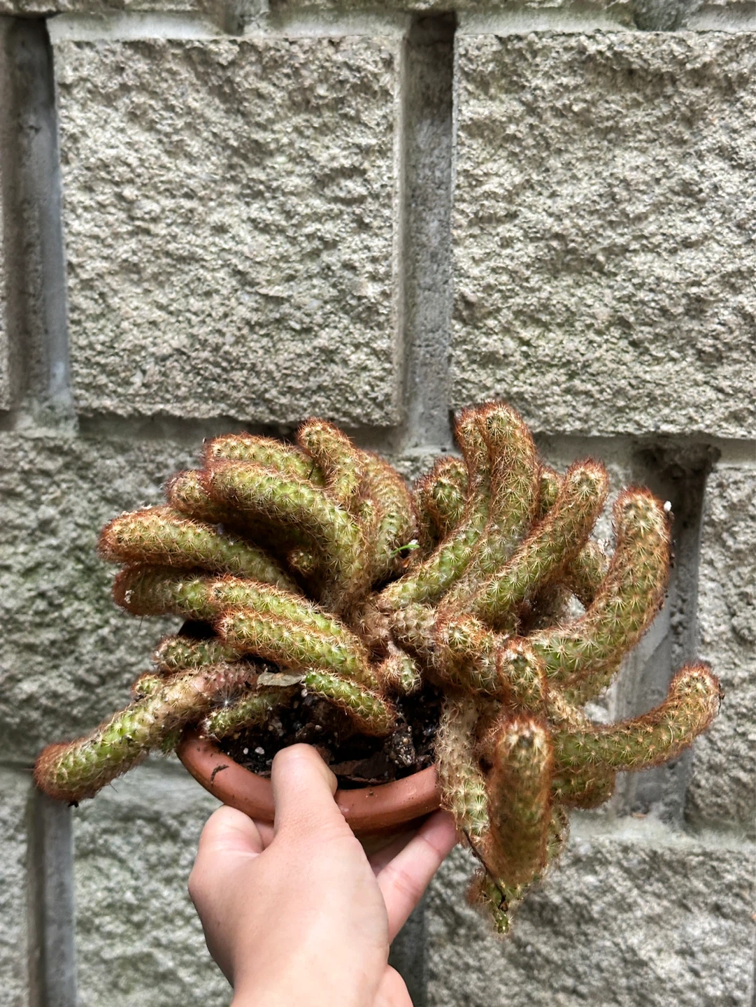 Cactus Plant
