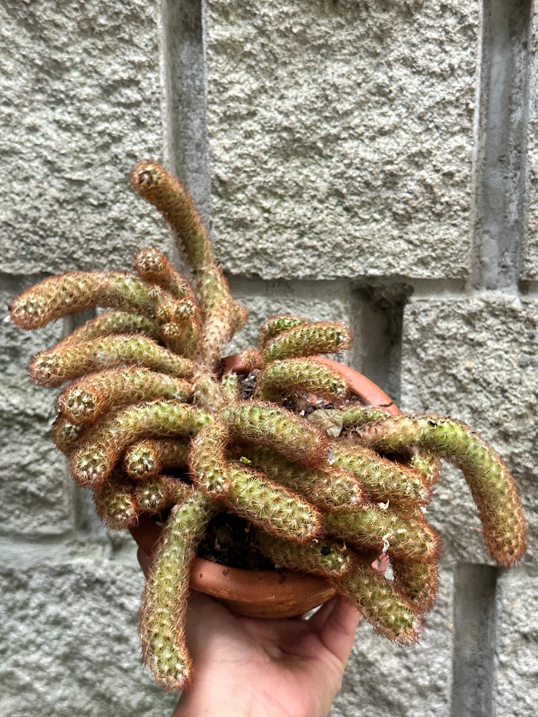 Cactus Plant - photo 4