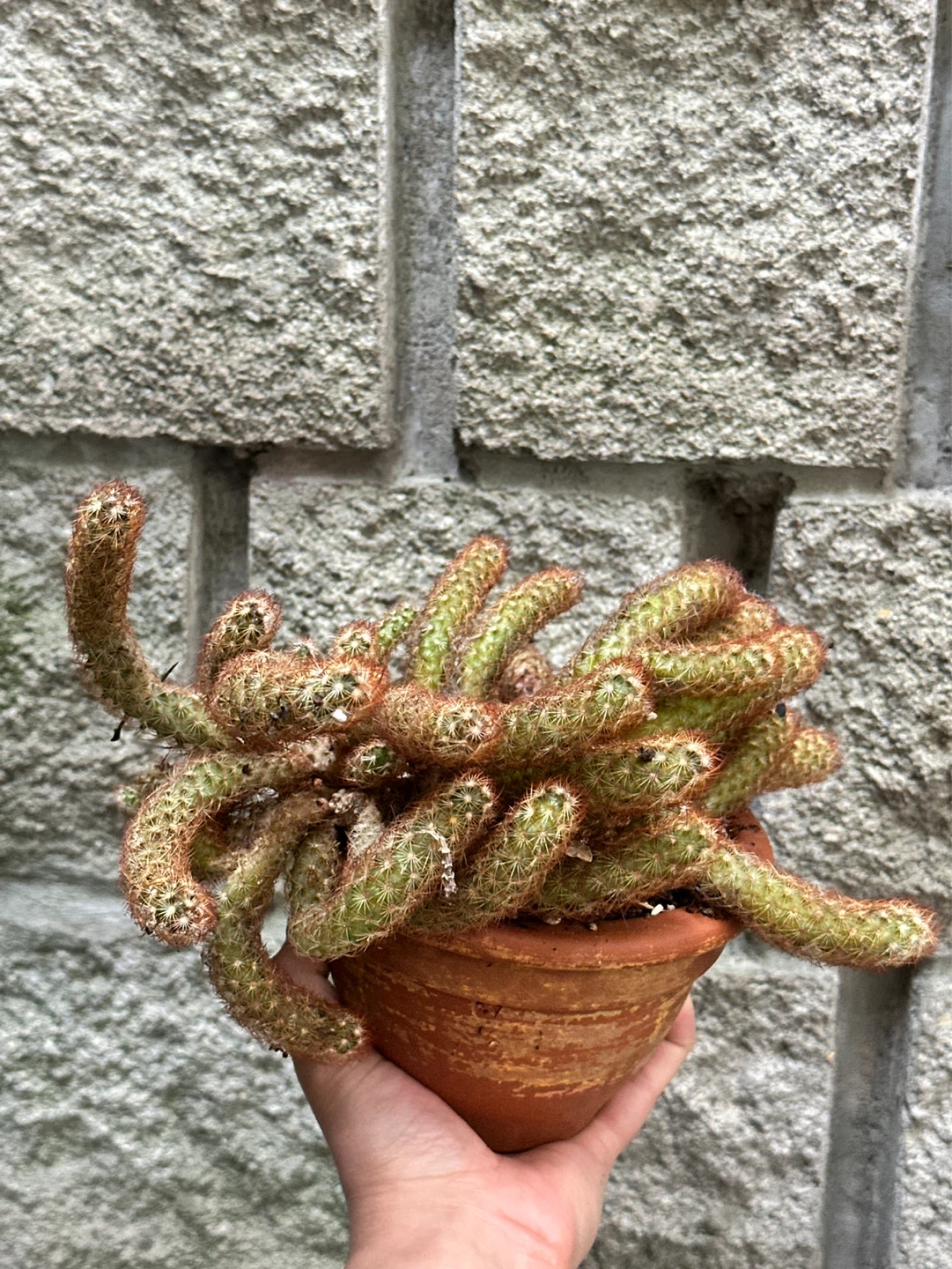 Cactus Plant - photo 3