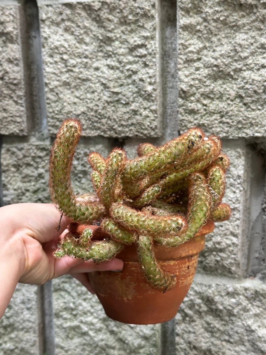 Cactus Plant - photo 2
