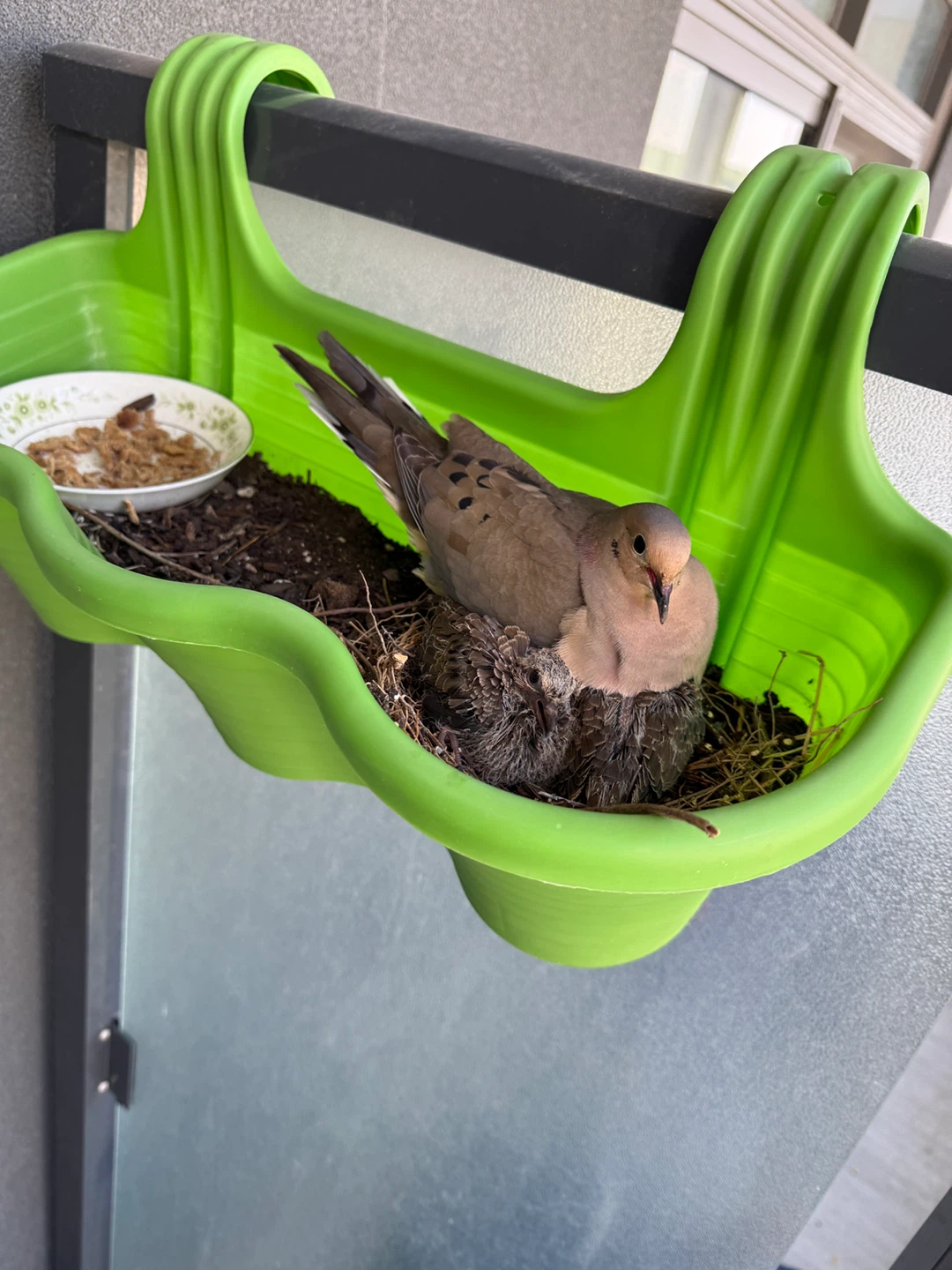 Mourning Dove Nest with Chicks in Hanging Planter