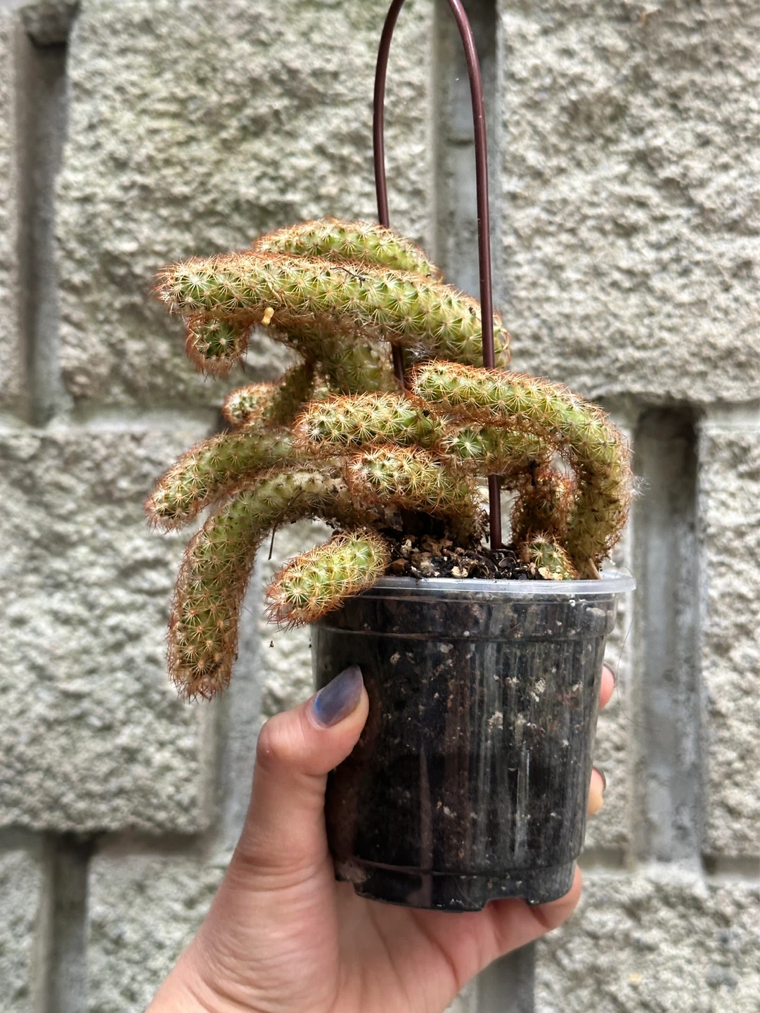 Cactus Plant - photo 2