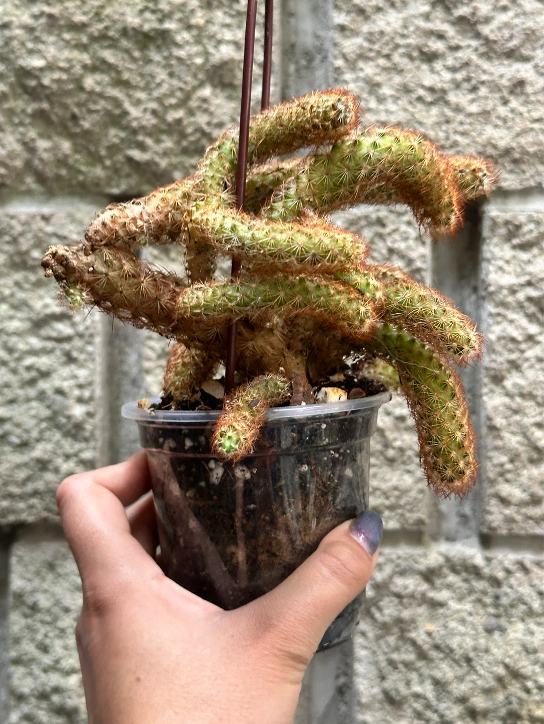 Cactus Plant - photo 3