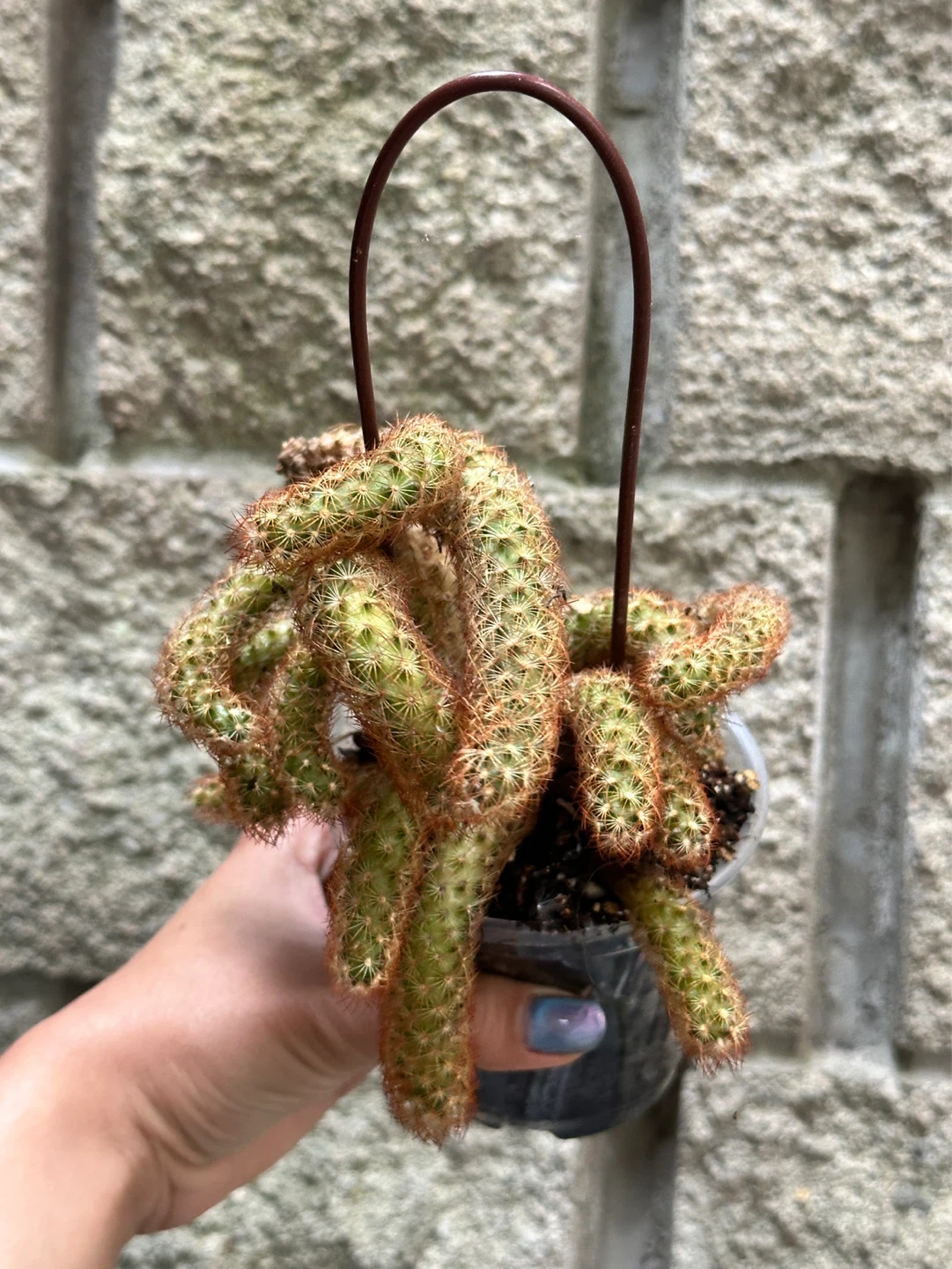 Cactus Plant