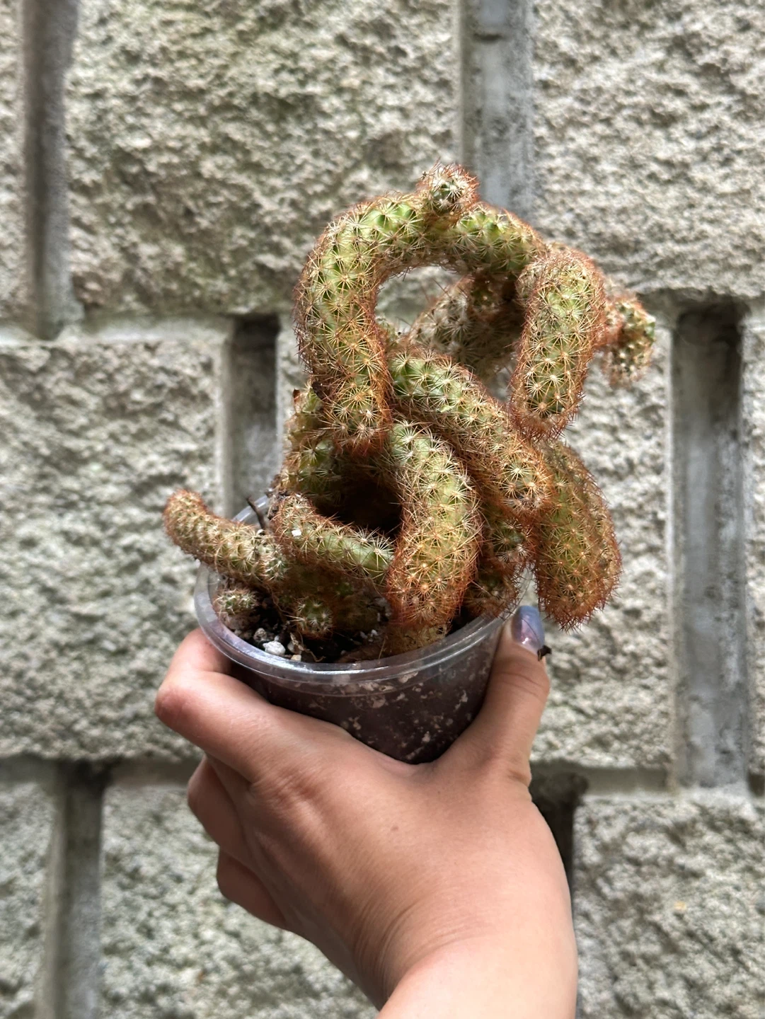 Cactus Plant - photo 2