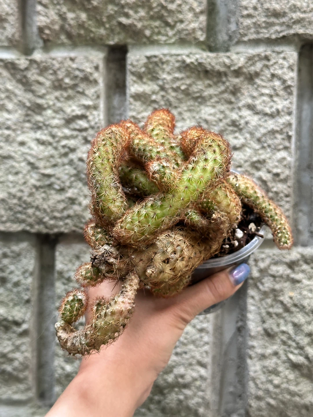 Cactus Plant - photo 3
