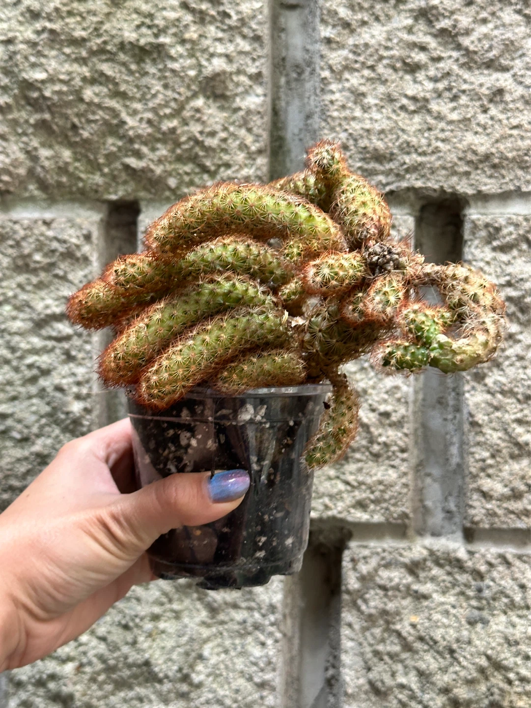 Cactus Plant