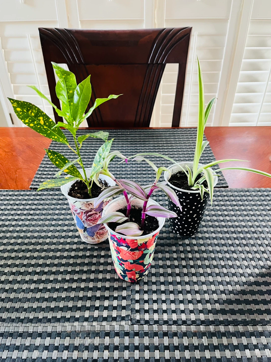 PLANT TRIO:, Croton, Tradescantia, Spider - photo 2