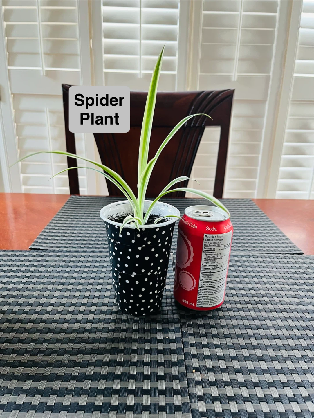 PLANT TRIO:, Croton, Tradescantia, Spider - photo 5