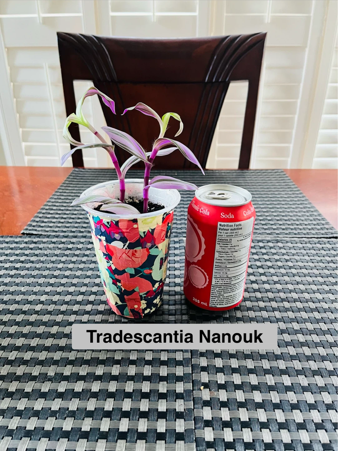 PLANT TRIO:, Croton, Tradescantia, Spider - photo 4