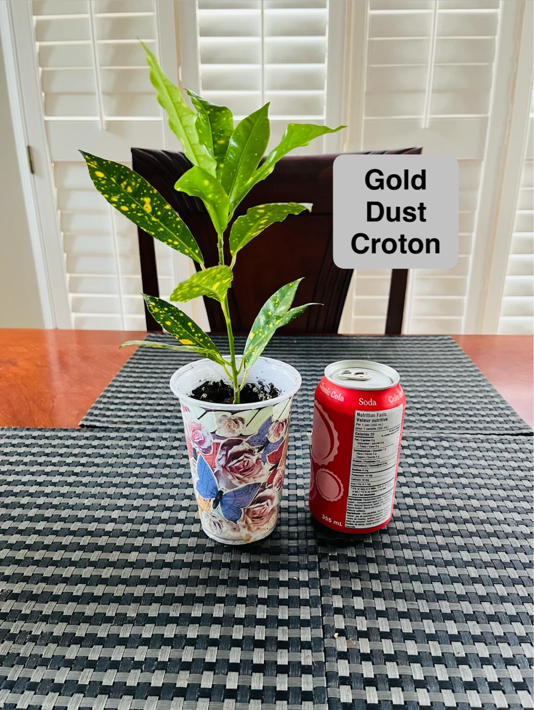 PLANT TRIO:, Croton, Tradescantia, Spider - photo 3