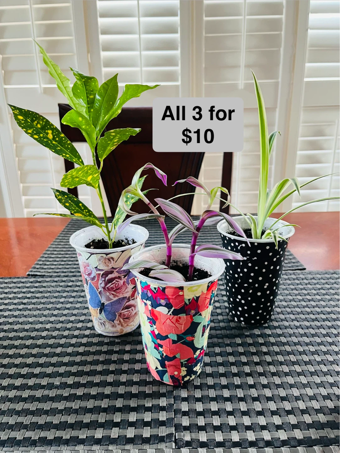 PLANT TRIO:, Croton, Tradescantia, Spider