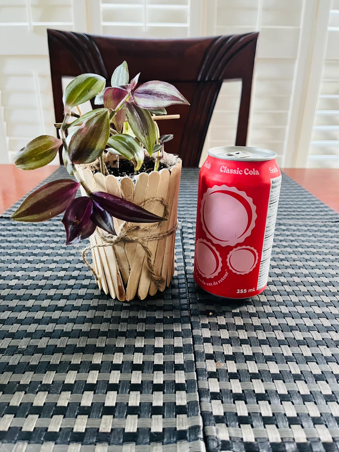 PLANT SET: Pothos (Money Plant) and Tradescantia Zebrina - photo 5
