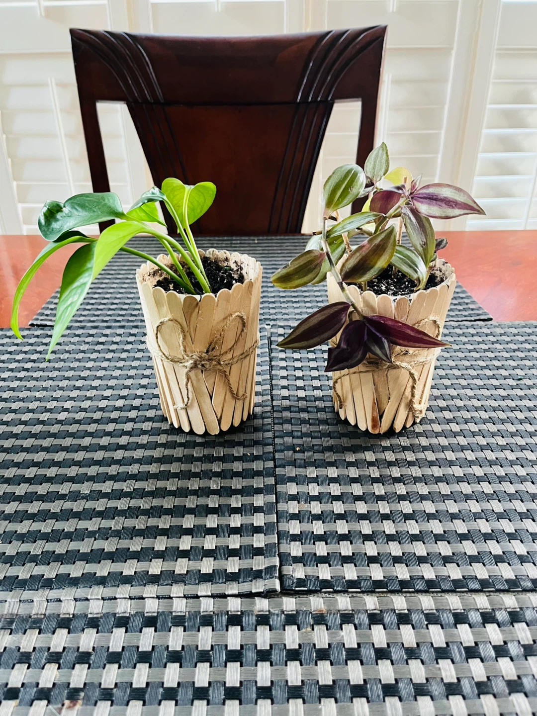 PLANT SET: Pothos (Money Plant) and Tradescantia Zebrina