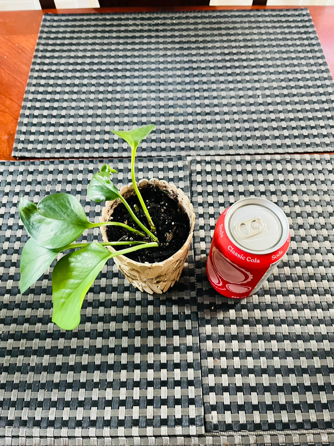 PLANT SET: Pothos (Money Plant) and Tradescantia Zebrina - photo 4