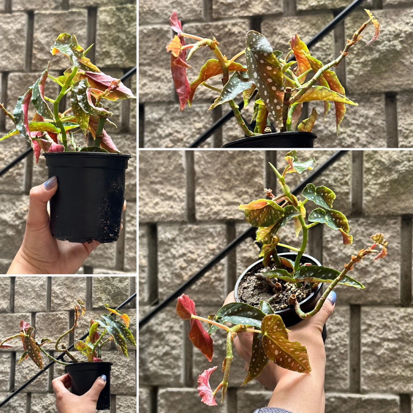 Begonia Maculata Plant - photo 3
