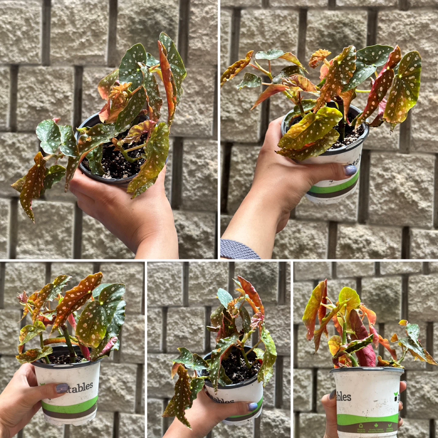 Begonia Maculata Plant - photo 2